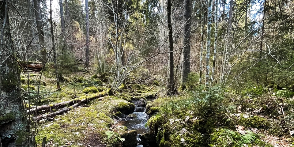 Tät skog med liten flod