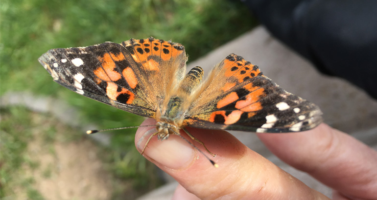En fjäril som sitter på ett finger.